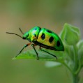 , , green beetle
