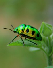  , , green beetle - ,   