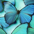 blue morpho butterfly, 