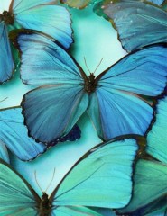 blue morpho butterfly,  - ,   
