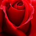 ярко-красная роза