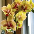 желтая орхидея, фото