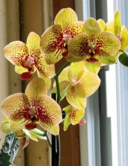 картинка желтая орхидея, фото - , для мобильного телефона