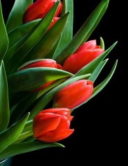  , red tulips - ,   