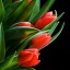 , red tulips  