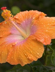  Dew-Covered Hibiscus, Kauai, H - ,   