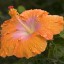 Dew-Covered Hibiscus, Kauai, H  