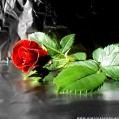 картинка для сотового телефона "красная роза"