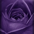 фиолетовая роза, фото