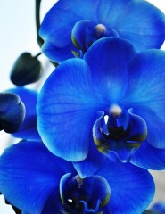 картинка голубая орхидея! - , для мобильного телефона