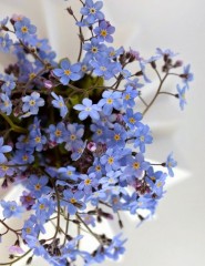 картинка голубые мелкие цветочки - , для мобильного телефона