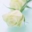 , white rose  