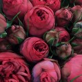 pretty roses, розы, бордо