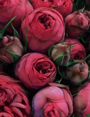  pretty roses, ,  - ,   
