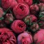 pretty roses, ,   