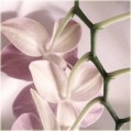 ракурс орхидея фото