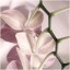 ракурс орхидея фото на телефон