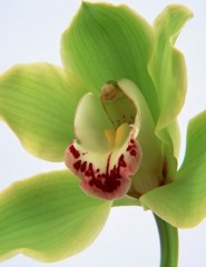 картинка орхидея зеленая - , для мобильного телефона
