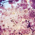 дерево цветет весной