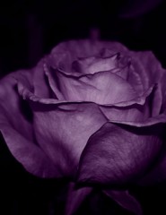 картинка роза лиловая - , для мобильного телефона