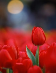картинка тюльпаны, red - , для мобильного телефона