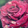 двухцветная роза, макро