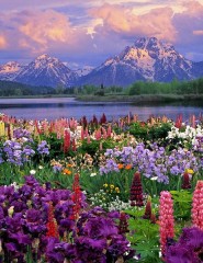  Grand Teton and Wildflowers, W - ,   