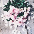 розовые пионы, цветы, лепестки
