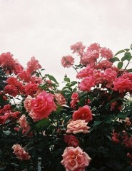 картинка Красивые розы - Куст миниатюрных красивых розовых роз, для мобильного телефона