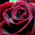 beautiful rose, , 