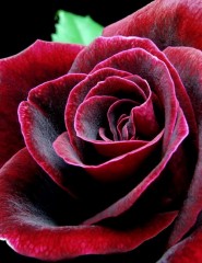  beautiful rose, ,  - ,   