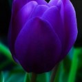 Purple tulip, 