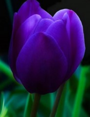  Purple tulip,  - ,   
