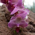 орхидея макро