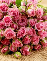 картинка розовые цветы, букет, розы - , для мобильного телефона