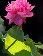  , pink lotus flower - ,   
