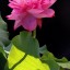 , pink lotus flower  