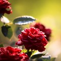 красные розы, фото