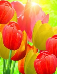 картинка тюльпаны на солнце - , для мобильного телефона