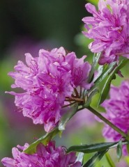 картинка фиолетовые цветы, flowers - , для мобильного телефона