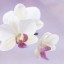 белые орхидеи, розовый фон на телефон