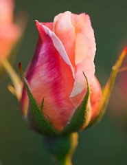 картинка роза, красивый цветок - , для мобильного телефона