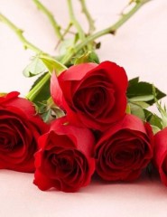   red roses - ,   