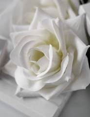 картинка белая роза, white rose - , для мобильного телефона