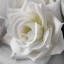  , white rose  