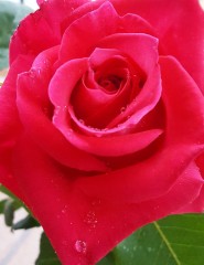 картинка яркая роза, цветок - , для мобильного телефона