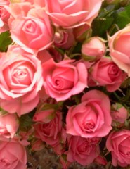 картинка Букет лилий в виде сердца - Много розовых лилий, что интересно сформировали сердце (может так влюбленным показывается), для мобильного телефона