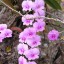 Orchid,   