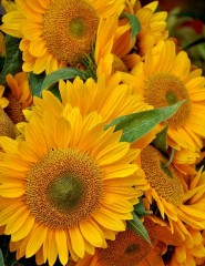  sunflowers,  - ,   