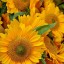 sunflowers,   